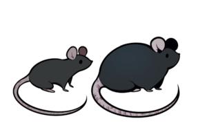 Illustration of typical and obese ob/ob mice