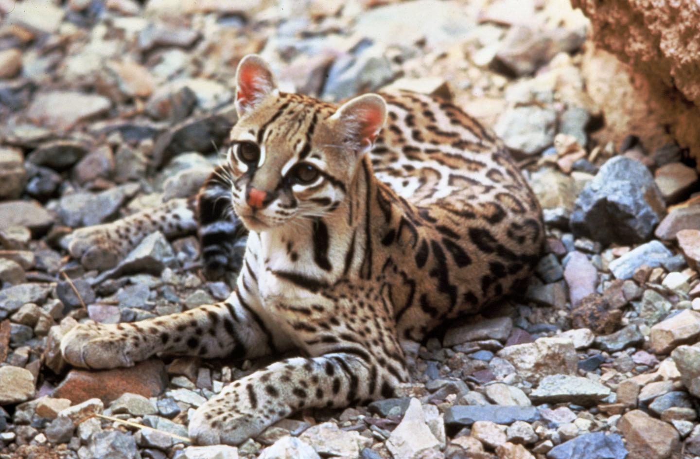 Ocelot (<i>Leopardus pardalis</i>)