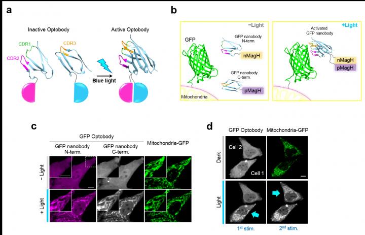 Spatiotemporal Activation of GFP Optobody Via Blue Light