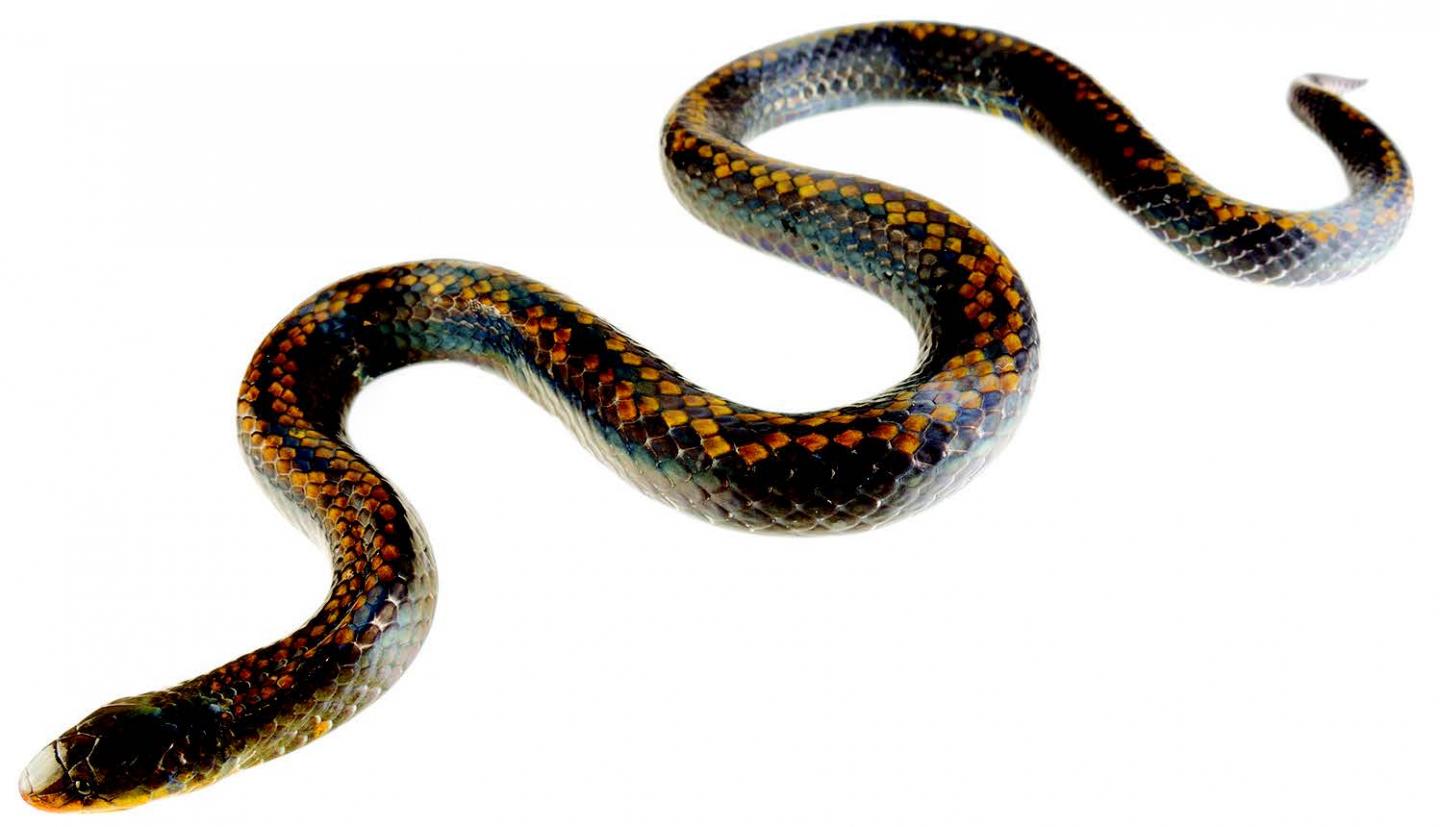 Pyron's Groundsnake