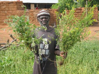 Poisonous and Non-poisonous Cleome Plants