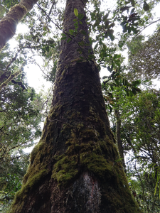Dammar tree at Mt. Pompangeo