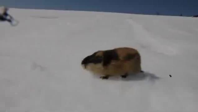 Norway lemming, rodent