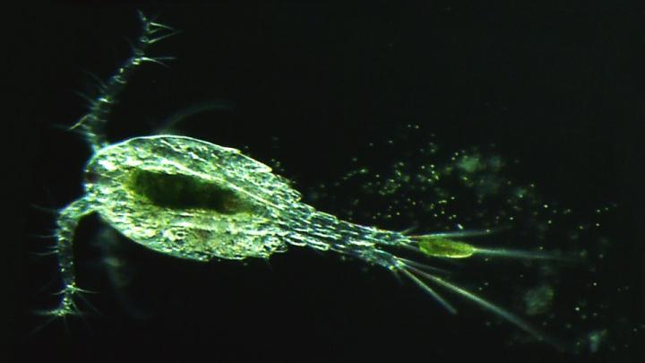 Copepod and Green Algae