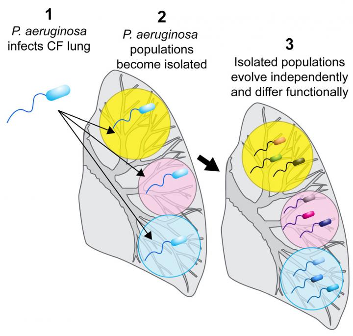 Bacterial Evolution in the CF Lung