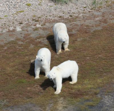 Polar bears