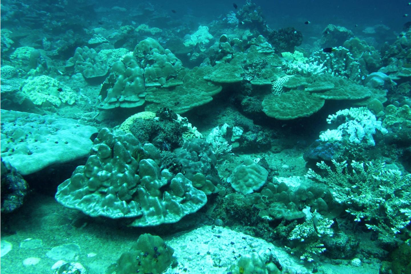 Coral Reef in the Andaman Sea