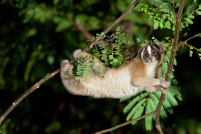 Javan slow loris pic2