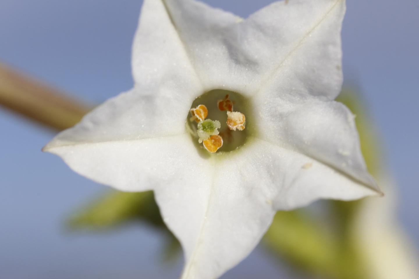Nicotiana attenuata flower