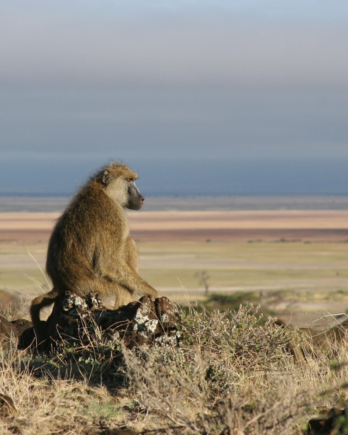 A Male Baboon at Amboseli National Park in Kenya