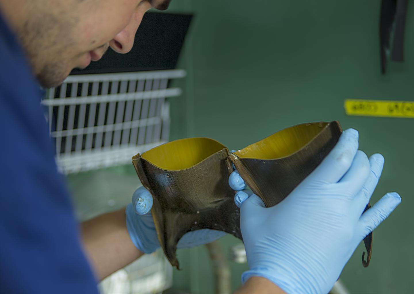 Researcher Examines Skate Case
