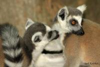 Lemur Grooming