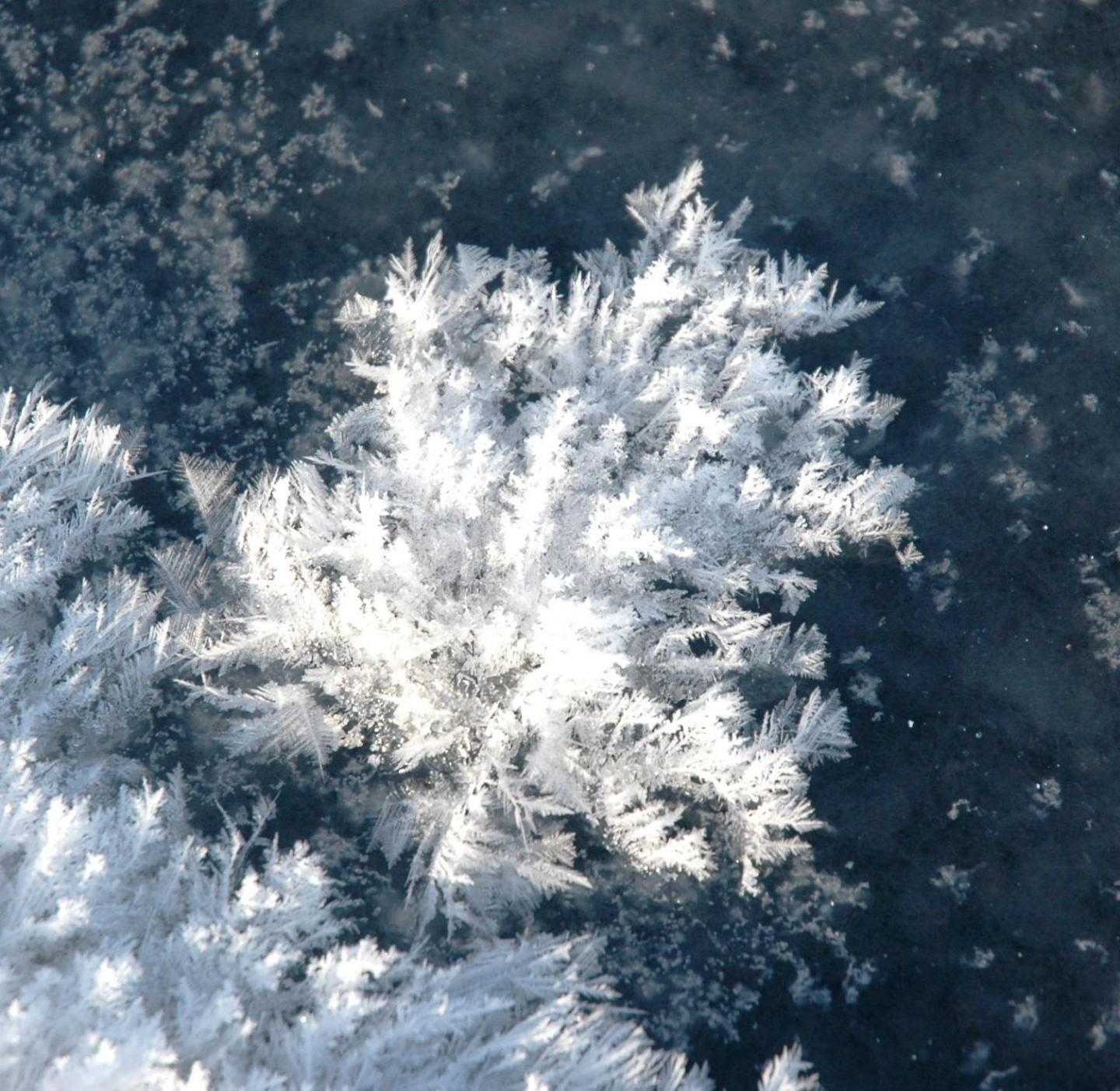 Frost Flower Greenland