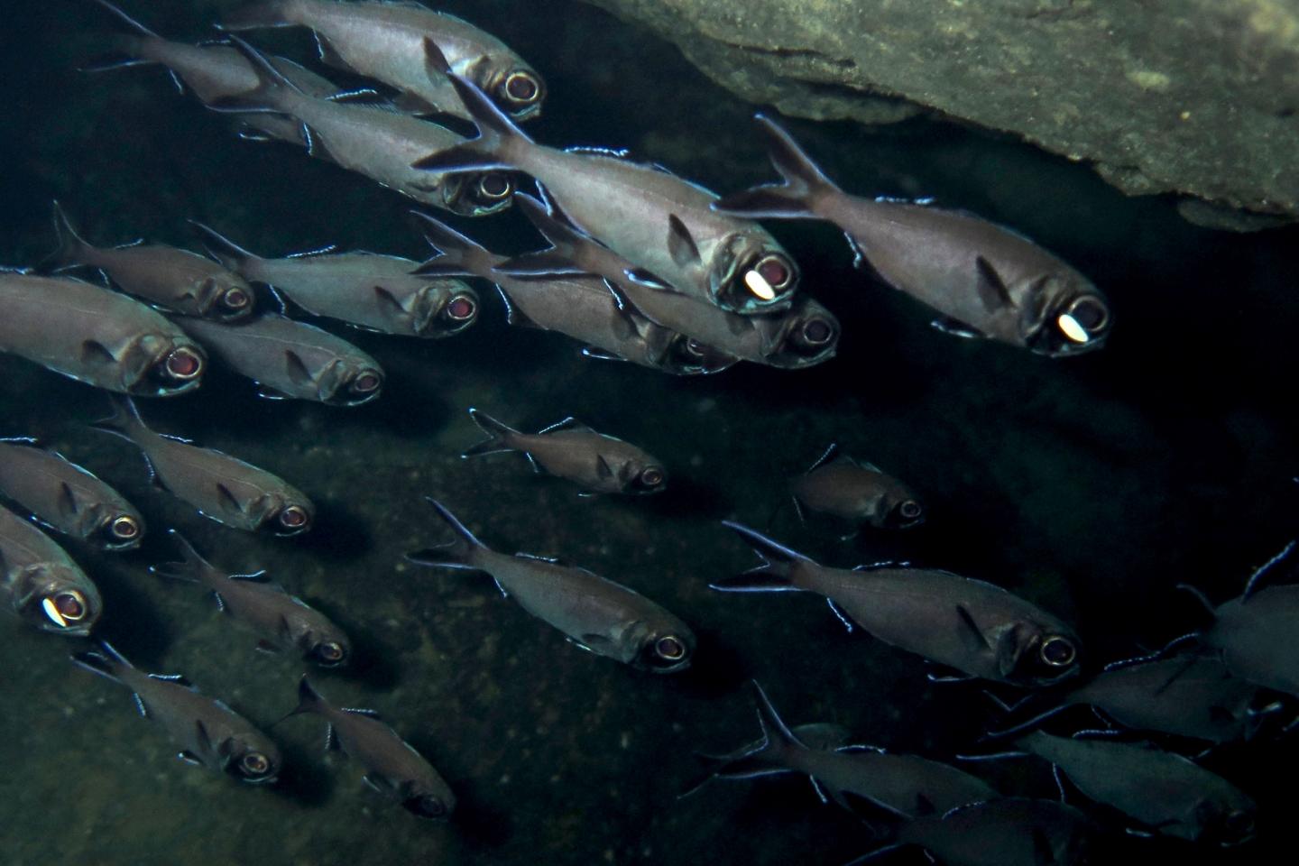 Flashlight Fish