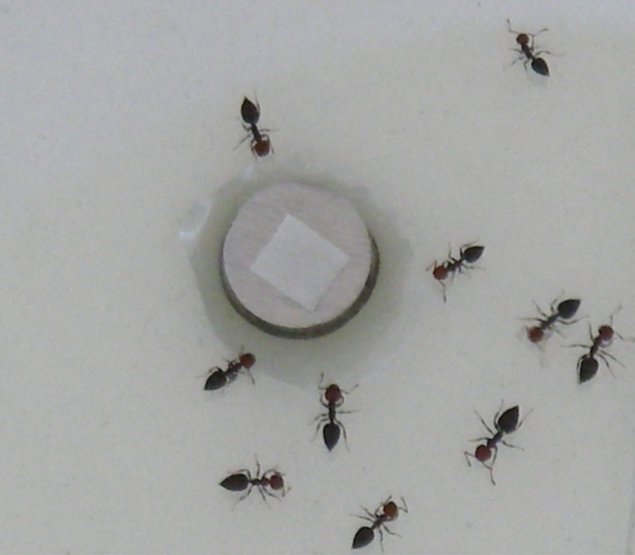 Test ants for volatile repllence