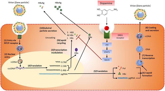 Dopamine inhibits the expression of hepatitis | EurekAlert!