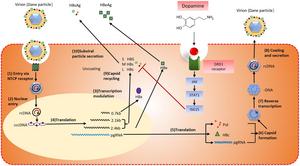 Dopamine Inhibits the Expression of Hepatitis B Virus Surface and e Antigens by Activating the JAK/STAT Pathway and Upregulating Interferon-stimulated Gene 15 Expression