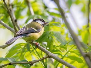 A great tit wearing a radiofrequency identification tag