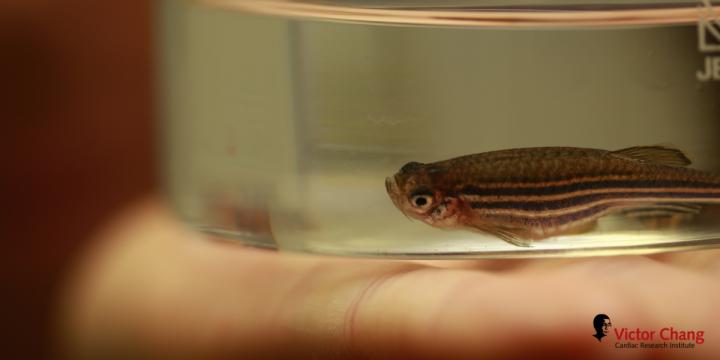 Zebrafish