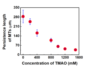 Change in the persistence length of MTs upon increasing the concentration of TMAO