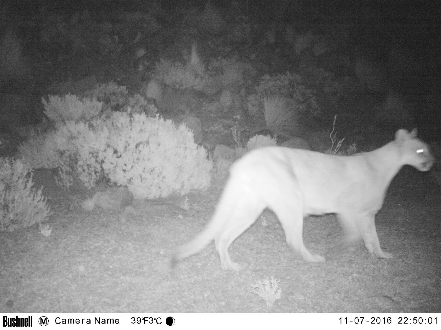 Puma Under Flashing Lights