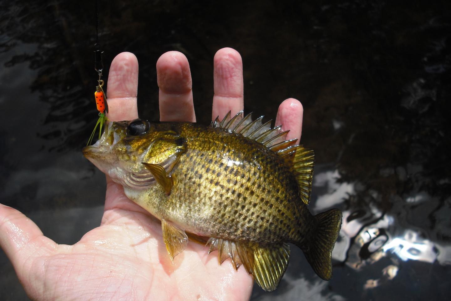 Rock Bass [IMAGE] EurekAlert! Science News Releases