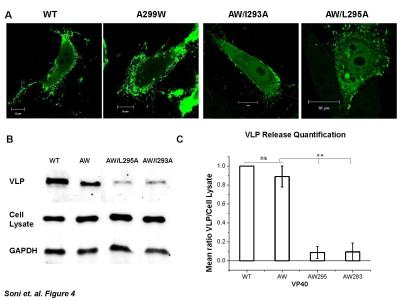 CHO-K1 Cells were Transfected with VP40 (EGFP)- WT, A299W, AW/L295A and AW/I293A Mutants DNA