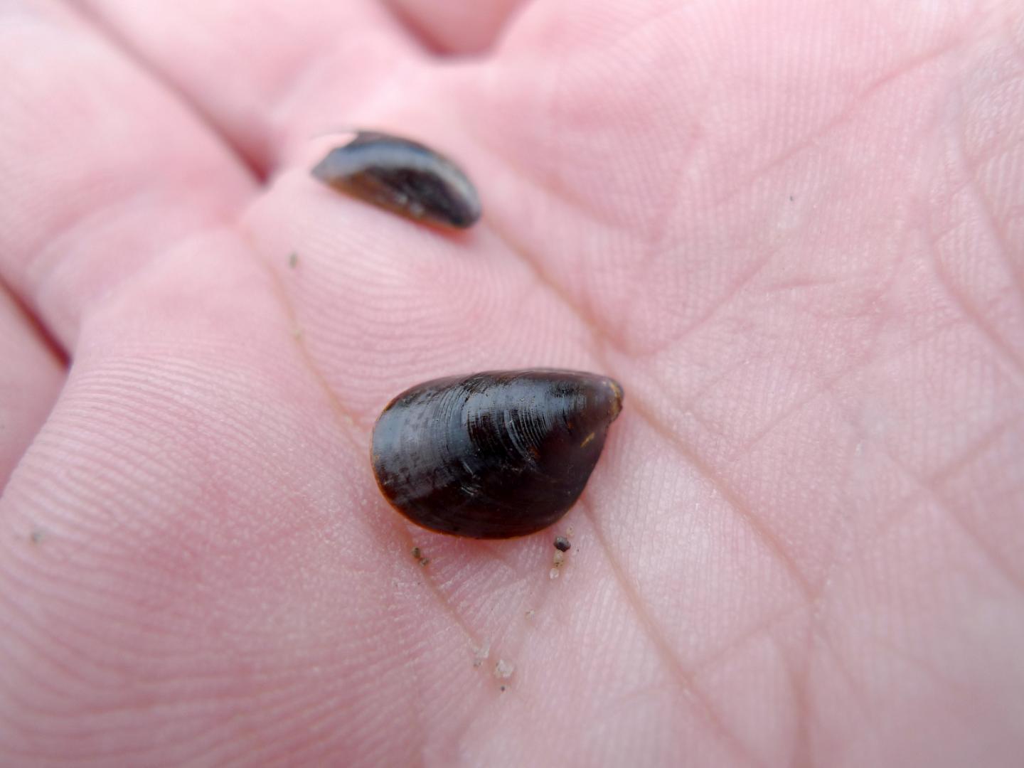 Mussels in the Baltic