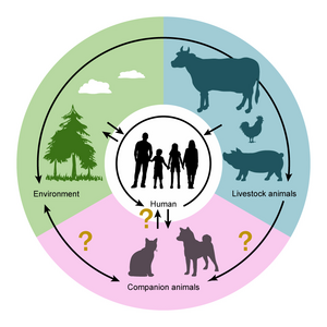 Routes of antimicrobial-resistant bacteria transmission