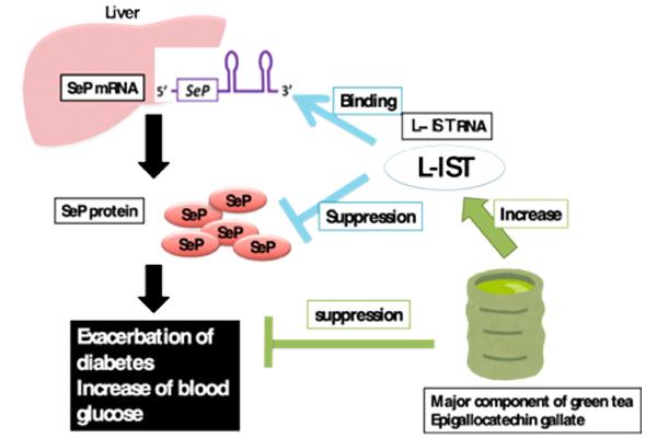 Enlisting the Newly Discovered L-IST RNA in the Fight Against Type 2 Diabetes