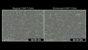 LTBR - Engineered CAR T Cells and Regular CAR T Cells Mixed With CD19+ Blood Cancer Cells