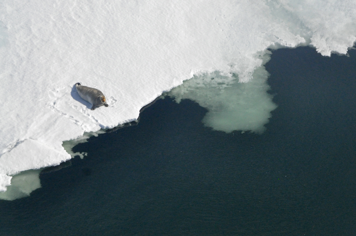 Bearded seal on ice