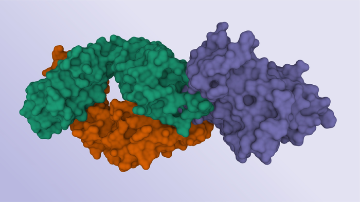 Crystal structure: An antibody (red and green) binds to the HCV surface protein "E2" (purple).