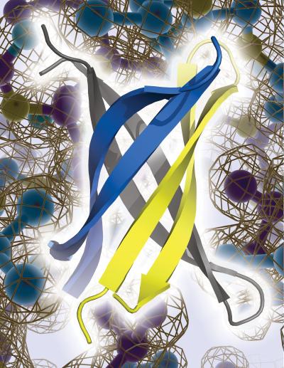 An Atomic View of an Amyloid B [IMAGE] | EurekAlert! Science News Releases