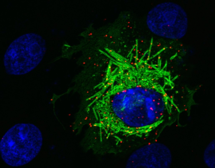 Cell culture trial