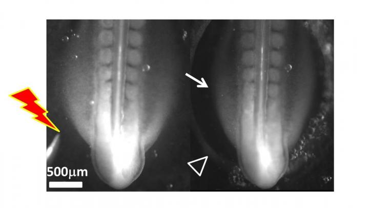 Effect of Brief Electric Shock on Posterior Region of Chicken Embryo