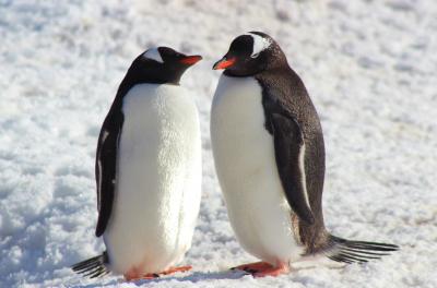 Gentoo Penguins