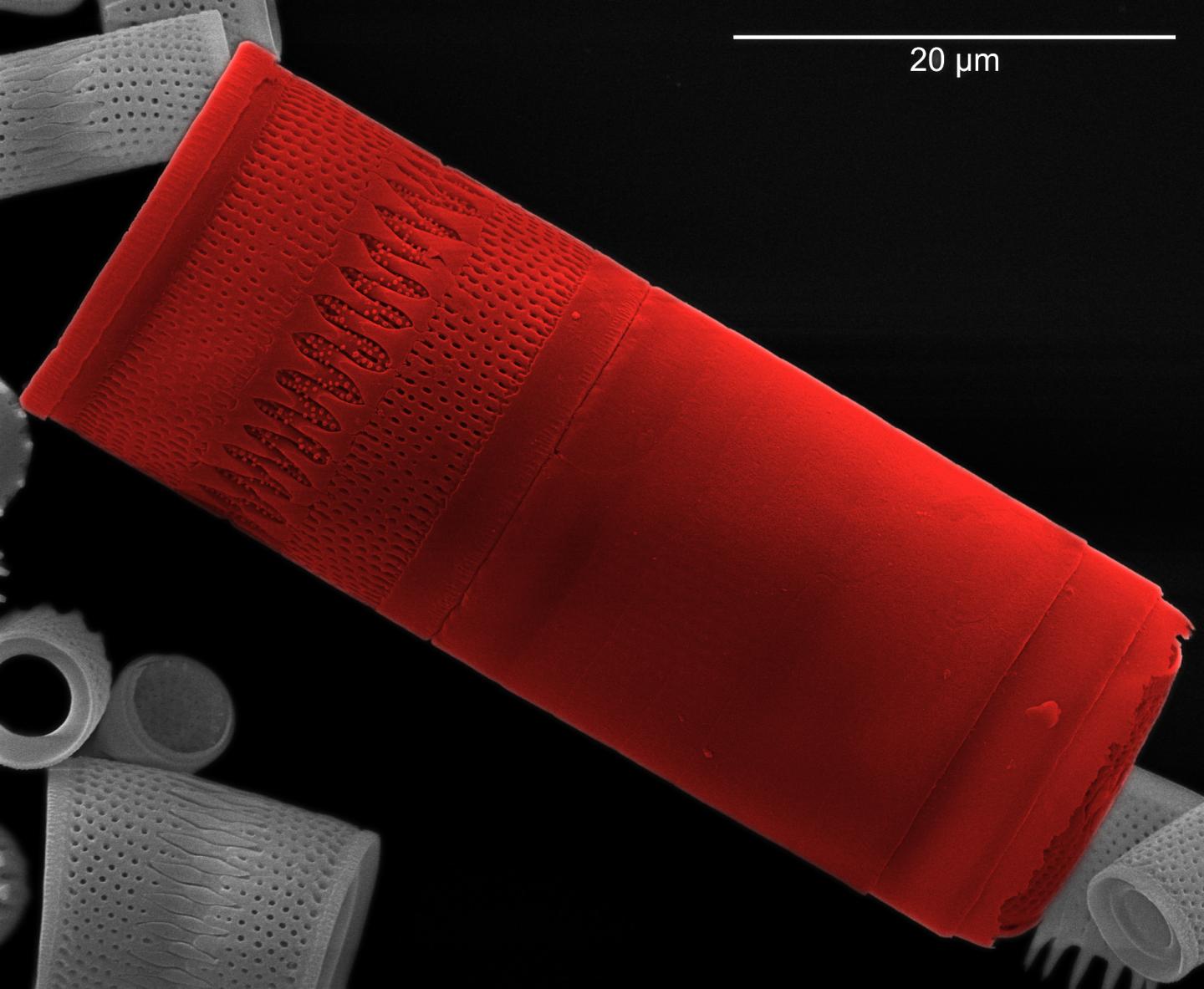 Diatom Red