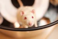 A Rat Used to Study Episodic Memory
