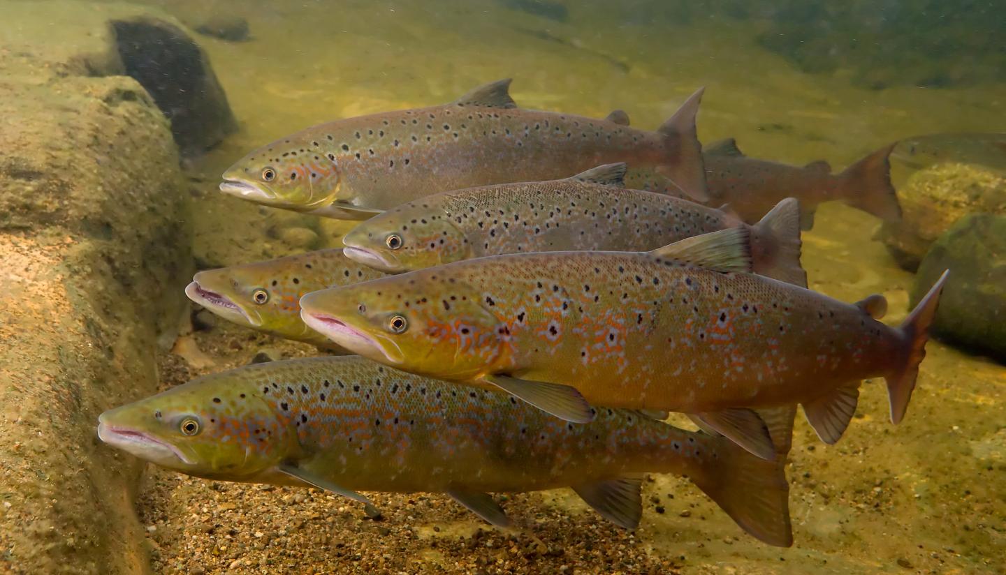 Local Atlantic salmon have higher reproductive fitness than dispersers in the wild (1 of 1)