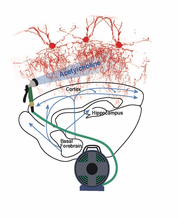 Early-life interaction between neuromodulatory and cortical brain cells