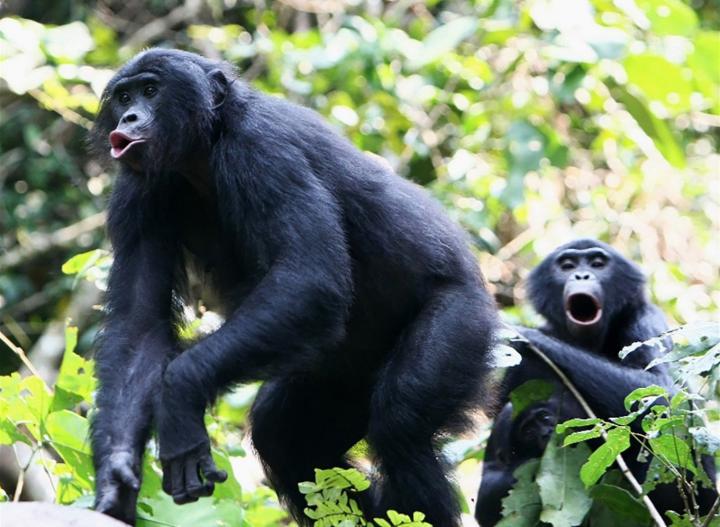 Bonobo Calls