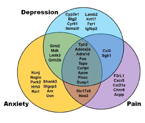 Changes in the Brain Connect Chronic Pain, Depression and Anxiety