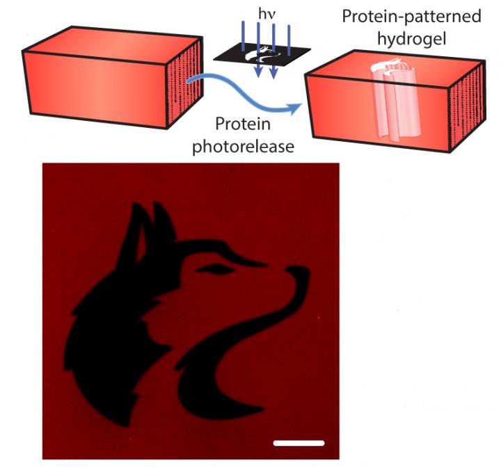 Photorelease Example