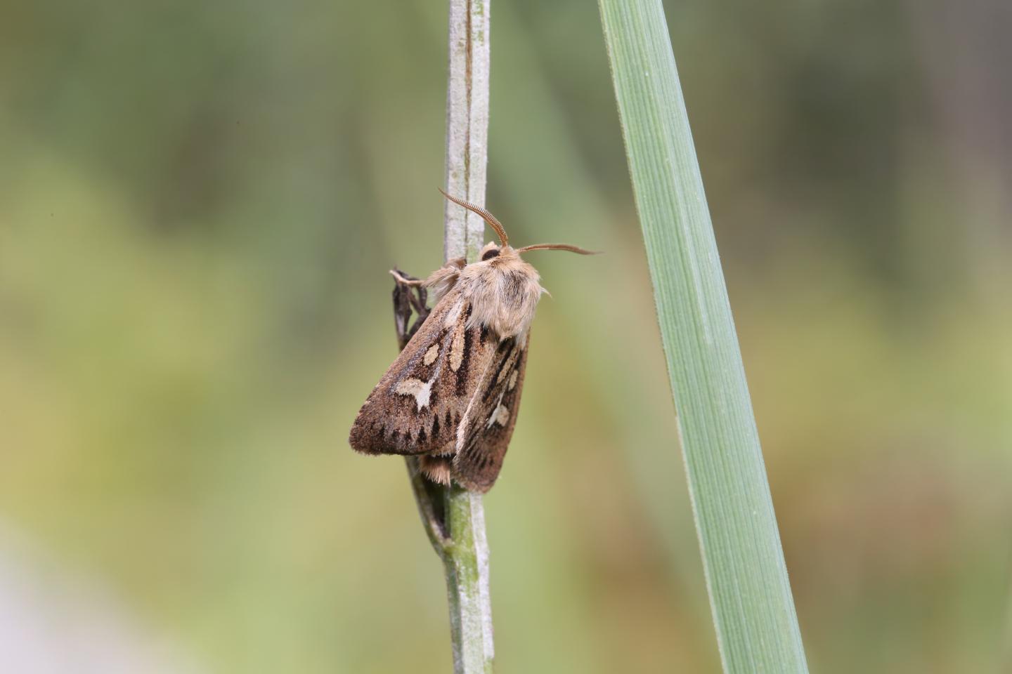 Antler moth