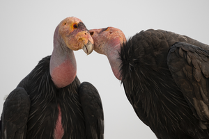 California condors at Pinnacles National Park