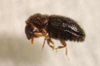 Beetle Borer