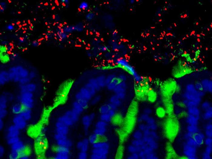 Gut microbiota