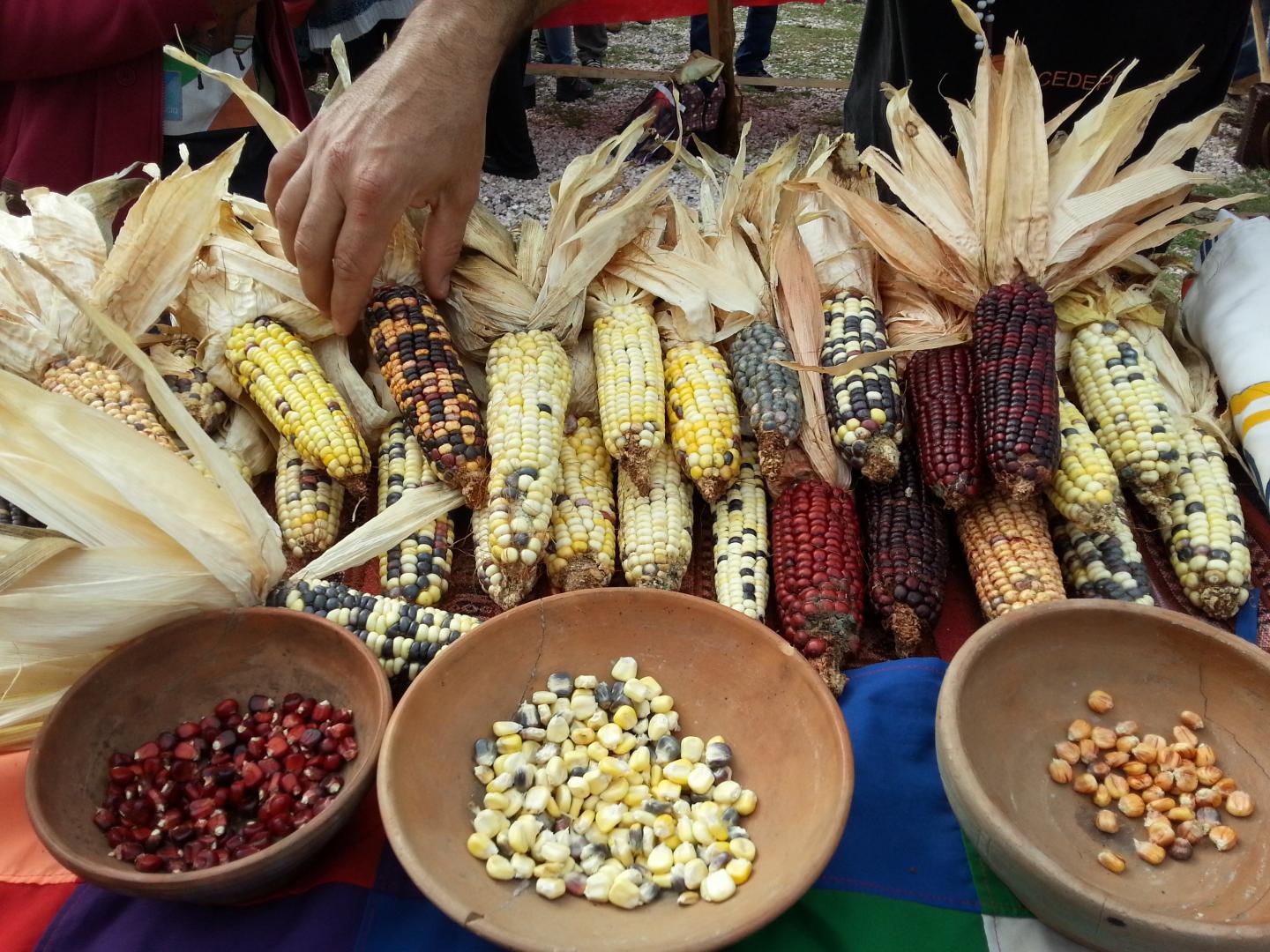Varieties of Modern Maize