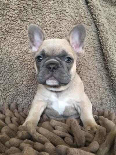 French Bulldog Puppy [IMAGE] | EurekAlert! Science News Releases